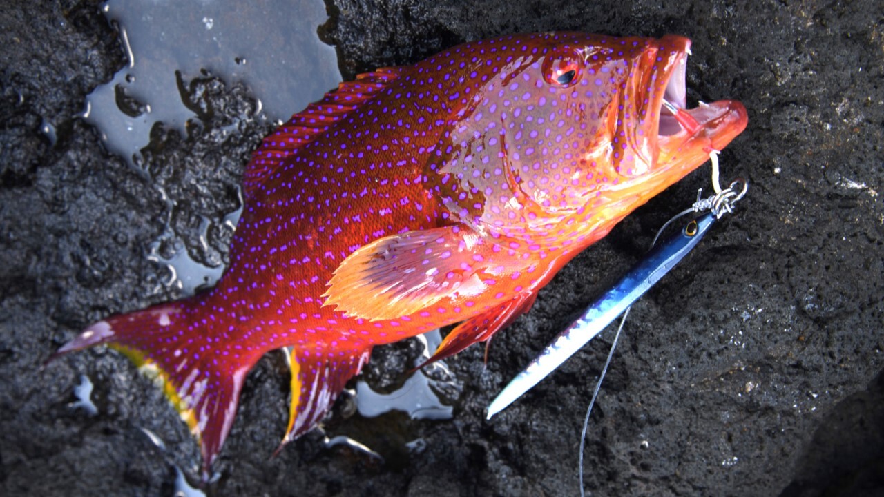 鹿児島 | つり人オンライン
